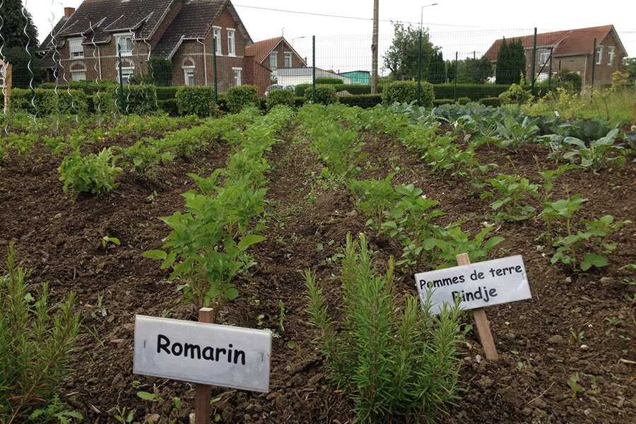 Jardins partagés romarin