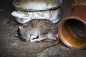 rat-2519097_1280