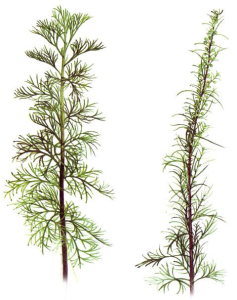 10000001000001E00000025FA7AC4635