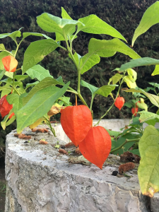 10000001000003200000042BDC97CB45