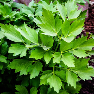 10000001000004000000040050DE2530