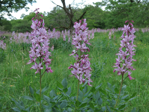 1000000100000500000003C0B104100C