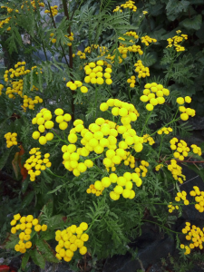 100000010000099000000CC04C7D0617