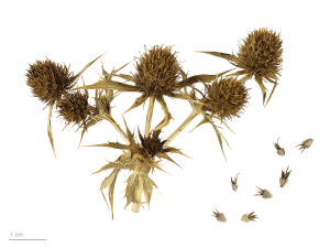 10000001000010F500000CB8CD871A65