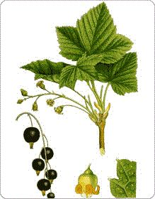 10000001000000DB000001180931C269