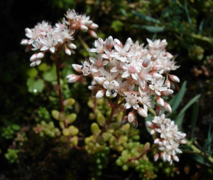 100000010000031F000002A272A17C3C