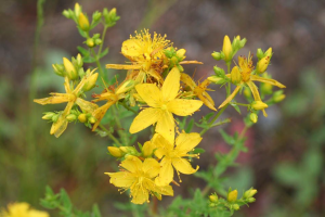 10000001000003B600000279D9E92F5C