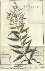 10000001000003E80000060C1CB3686C