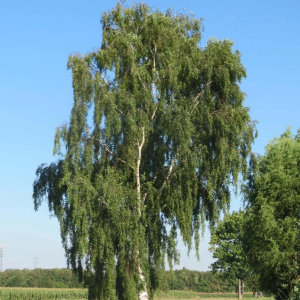 10000001000004000000040086AC9ACD