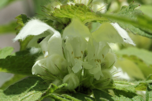 100000010000050000000355E5274303