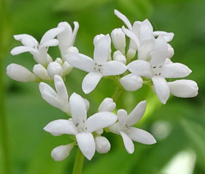 100000010000050000000440FE8D50D4