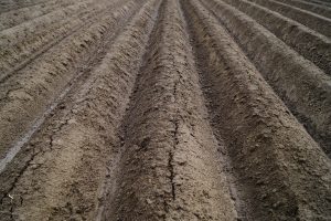 astoko-field-5126839_1280