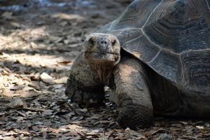 artisticoperations-turtle-6881773_1920