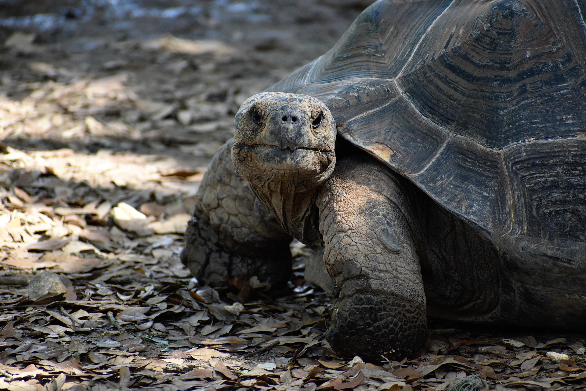 artisticoperations-turtle-6881773_1920