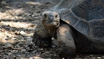 artisticoperations-turtle-6881773_1920