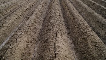 astoko-field-5126839_1280