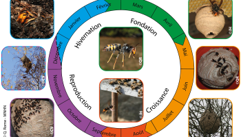 cycle