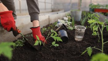 greenhouse-6226263_1280