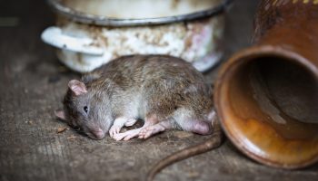 rat-2519097_1280